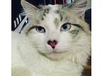 Adopt Hades a White (Mostly) Maine Coon / Mixed (long coat) cat in Albuquerque