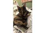 Adopt Milo a Tortoiseshell Domestic Mediumhair / Mixed (medium coat) cat in