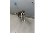Adopt EMMA a Pit Bull Terrier