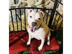 Adopt Casper a White Pit Bull Terrier / Mixed dog in Staten Island