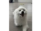Adopt Toby a White American Eskimo Dog / Mixed dog in Linthicum Heights