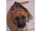 Adopt Ace a Tan/Yellow/Fawn - with Black German Shepherd Dog / Mixed dog in