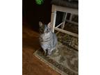 Adopt Mario a Gray, Blue or Silver Tabby Tabby / Mixed (short coat) cat in