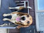 Adopt Albert a Black - with Tan, Yellow or Fawn Beagle / Mixed dog in Otisville