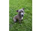 Adopt Ace a Gray/Blue/Silver/Salt & Pepper American Pit Bull Terrier dog in