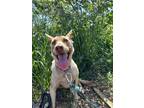 Adopt Marzipan a Tan/Yellow/Fawn Mutt / Mixed dog in Walnut, CA (41482786)