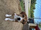 Adopt Milo a Tan/Yellow/Fawn - with White Beagle / Mixed dog in Otisville