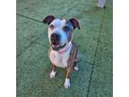 Adopt MAGNOLIA a Pit Bull Terrier, Mixed Breed