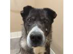 Adopt Daisey a Siberian Husky / Mixed dog in Spokane Valley, WA (41482675)