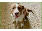 Adopt Charlotte a Red/Golden/Orange/Chestnut - with White Pit Bull Terrier /