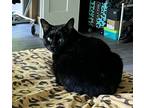 Adopt Sadie a Black (Mostly) Domestic Mediumhair / Mixed (medium coat) cat in