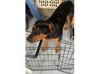Adopt Rose a Black - with Tan, Yellow or Fawn Rottweiler / Mixed dog in Daly
