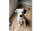 Adopt Domino a White - with Brown or Chocolate Hound (Unknown Type) / Mixed dog