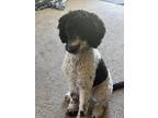 Adopt Cookie a White - with Black Poodle (Standard) / Mixed dog in Cape Coral