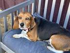 Adopt Charlie Girl a Black - with Tan, Yellow or Fawn Beagle / Dachshund / Mixed