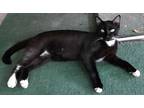 Adopt Tux a Black & White or Tuxedo Domestic Shorthair / Mixed (medium coat) cat