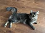 Adopt Niny a Brown or Chocolate American Shorthair / Mixed (long coat) cat in