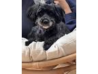 Adopt Phoebe a Black Poodle (Miniature) / Schnauzer (Miniature) / Mixed dog in