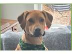 Adopt Tessa a Tan/Yellow/Fawn Rhodesian Ridgeback / Mixed dog in Los Angeles