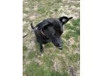 Adopt Peppa a Black Labrador Retriever / Mixed dog in East Patchogue