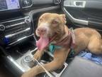 Adopt Gus a Tan/Yellow/Fawn - with White American Pit Bull Terrier / Mixed dog