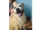 Adopt JR a Tan/Yellow/Fawn Staffordshire Bull Terrier / Mixed dog in San Juan