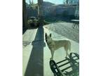 Adopt Prince a White Husky / Mixed dog in Maricopa, AZ (40788080)