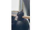 Adopt Kiky a All Black Domestic Shorthair / Mixed (short coat) cat in Chicago