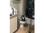Adopt Lily a Black & White or Tuxedo American Shorthair / Mixed (short coat) cat