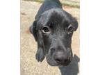 Adopt Bambi a Black - with White Black Mouth Cur / Mixed dog in Napoleon