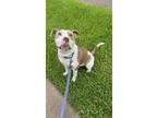 Adopt Benji a White - with Brown or Chocolate American Pit Bull Terrier / Mixed