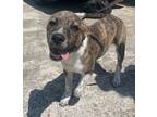 Adopt Joey a Brindle - with White Black Mouth Cur / Mixed dog in Napoleon