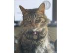 Adopt Ahsoka a Brown Tabby Domestic Mediumhair / Mixed (medium coat) cat in