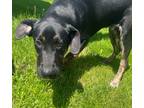 Adopt Zenos a Black Catahoula Leopard Dog / Mixed dog in Napoleon, OH (41482224)