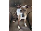 Adopt Coco a Merle Catahoula Leopard Dog / Mixed dog in Leasburg, NC (41482171)