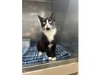 Adopt Jace a Black & White or Tuxedo Domestic Shorthair (short coat) cat in