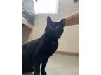 Adopt Genghis Khan a Black (Mostly) Domestic Shorthair (short coat) cat in