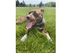Adopt Lete a Brown/Chocolate - with White American Staffordshire Terrier dog in