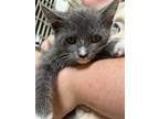 Adopt Greg a Gray or Blue (Mostly) Domestic Shorthair (short coat) cat in