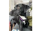 Adopt Kai a Black - with White Labrador Retriever / Greyhound / Mixed dog in