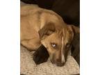 Adopt Pippin a Tan/Yellow/Fawn Catahoula Leopard Dog / Boxer / Mixed dog in