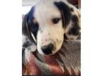Adopt Roxie a White - with Brown or Chocolate Australian Cattle Dog / Beagle /