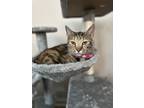 Adopt Jessie a Brown Tabby Domestic Shorthair / Mixed (short coat) cat in