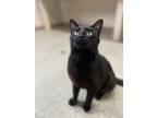 Adopt Conrad a Black (Mostly) Domestic Shorthair (short coat) cat in Buchanan