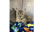 Adopt Pandora a Brown Tabby Domestic Shorthair (medium coat) cat in Buchanan