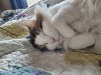 Adopt Ollie a White (Mostly) Siberian / Mixed (long coat) cat in Walsenburg