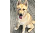 Adopt Poppy a Tan/Yellow/Fawn Husky / German Shepherd Dog / Mixed dog in