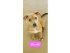 Adopt BLONDIE a Tan/Yellow/Fawn Pit Bull Terrier / Mixed Breed (Medium) / Mixed