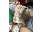 Adopt Chopper a Tan/Yellow/Fawn - with White American Pit Bull Terrier /