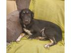 Adopt SAMI a Black - with Tan, Yellow or Fawn Border Collie / Mixed dog in Saint
